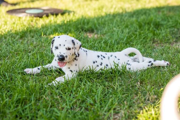 A-Wurf 34. Lebenstag (11)