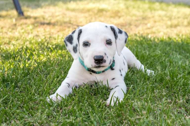 A-Wurf 34. Lebenstag (12)