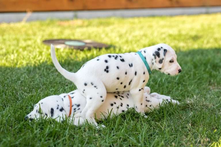 A-Wurf 34. Lebenstag (13)