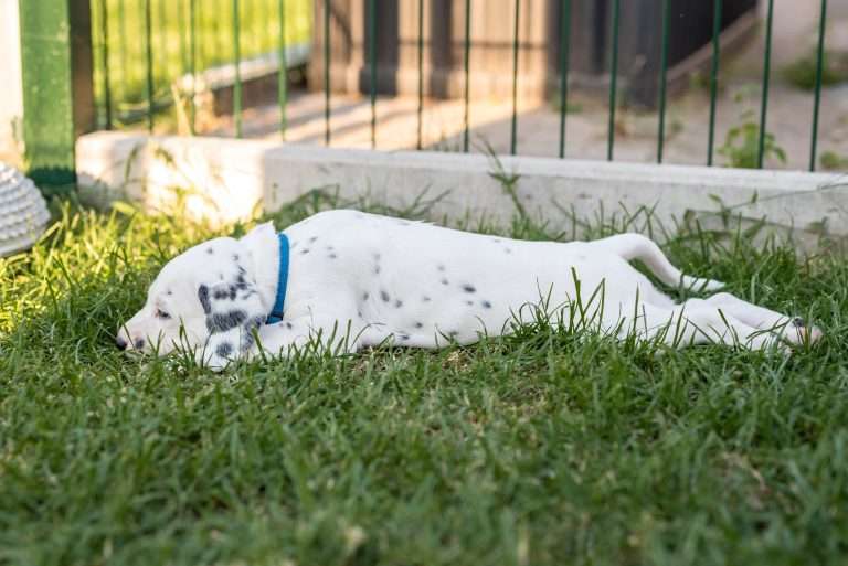 A-Wurf 34. Lebenstag (15)