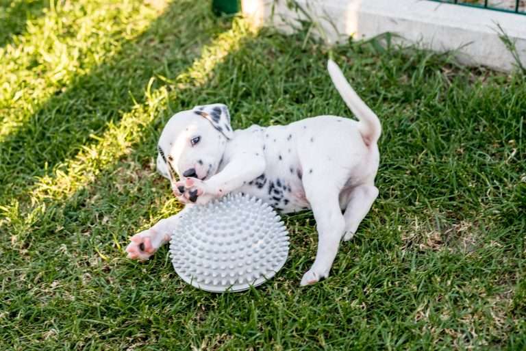 A-Wurf 34. Lebenstag (16)