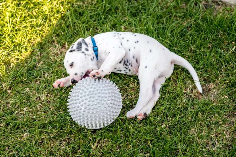 A-Wurf 34. Lebenstag (17)