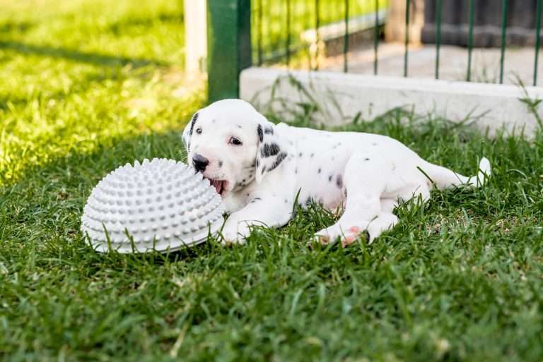 A-Wurf 34. Lebenstag (18)