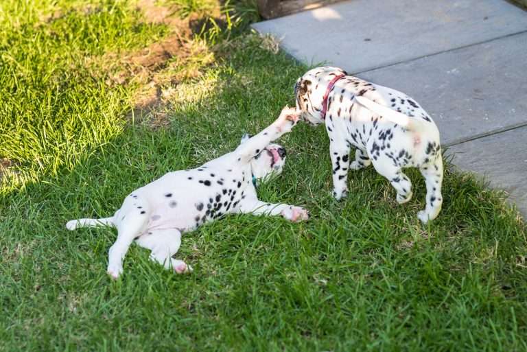 A-Wurf 34. Lebenstag (19)