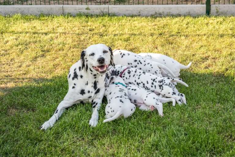 A-Wurf 34. Lebenstag (2)