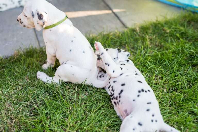 A-Wurf 34. Lebenstag (20)