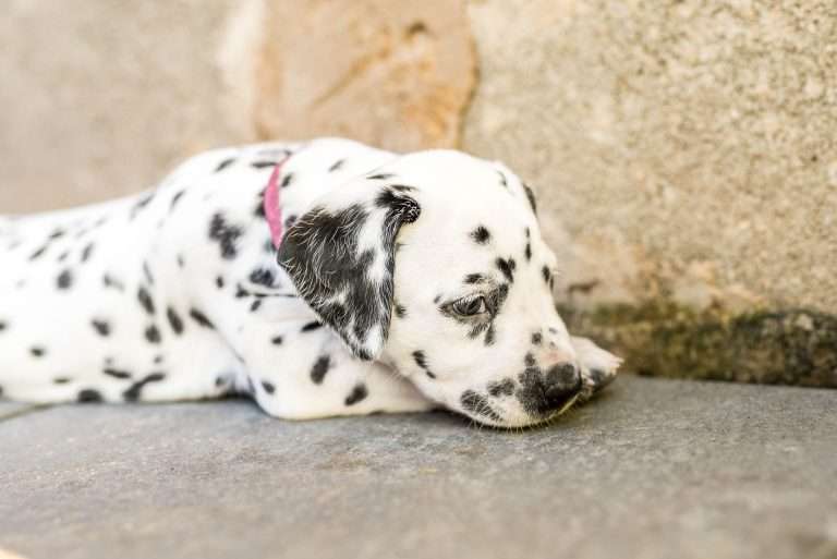 A-Wurf 34. Lebenstag (21)