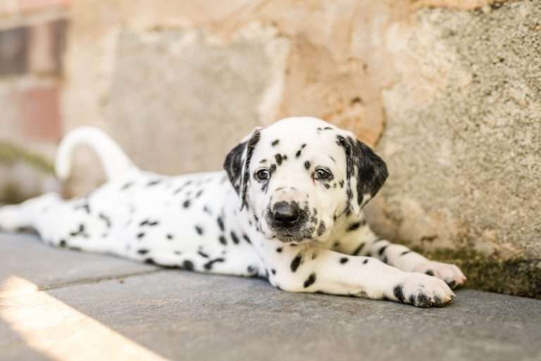 A-Wurf 34. Lebenstag (22)