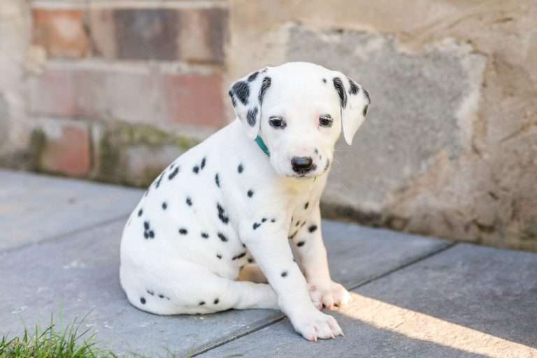 A-Wurf 34. Lebenstag (23)