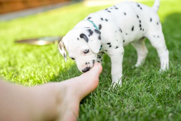 A-Wurf 34. Lebenstag (25)