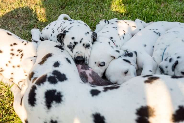 A-Wurf 34. Lebenstag (3)