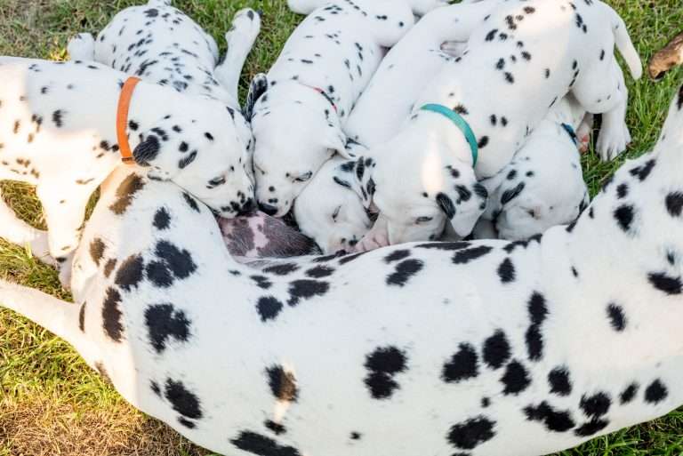 A-Wurf 34. Lebenstag (4)