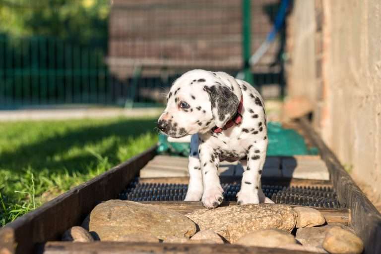 A-Wurf 34. Lebenstag (5)