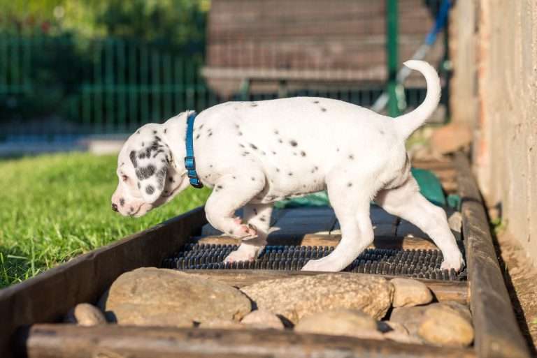 A-Wurf 34. Lebenstag (6)