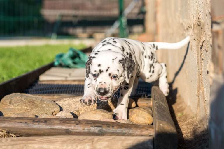 A-Wurf 34. Lebenstag (7)