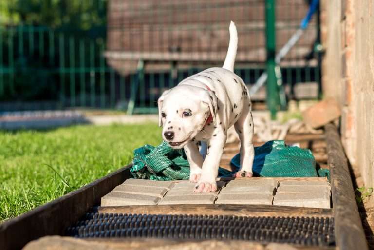 A-Wurf 34. Lebenstag (8)