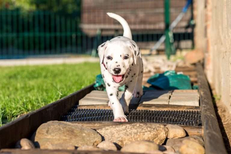 A-Wurf 34. Lebenstag (9)