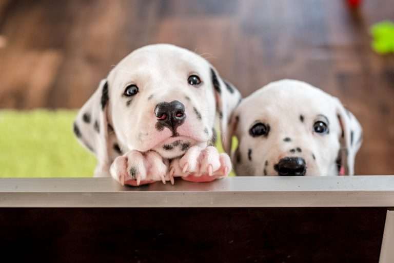 A-Wurf 36. Lebenstag (1)