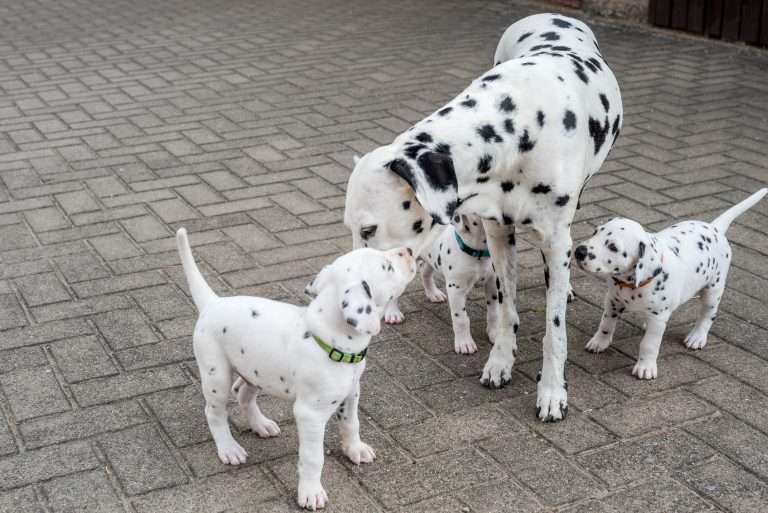 A-Wurf 36. Lebenstag (10)