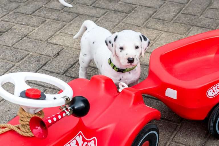 A-Wurf 36. Lebenstag (9)