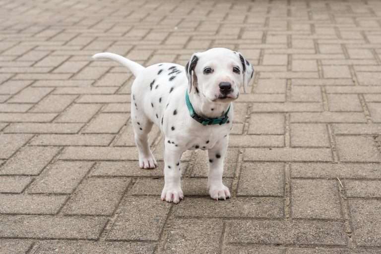 A-Wurf 36. Lebenstag (15)