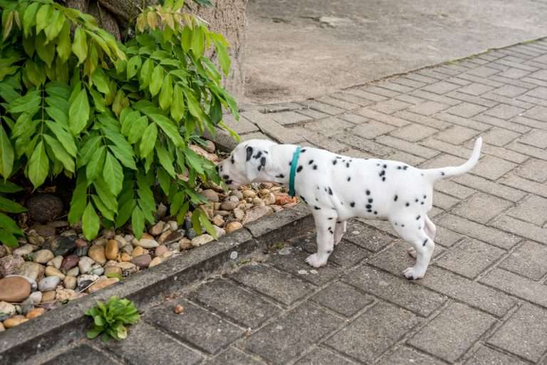 A-Wurf 36. Lebenstag (16)