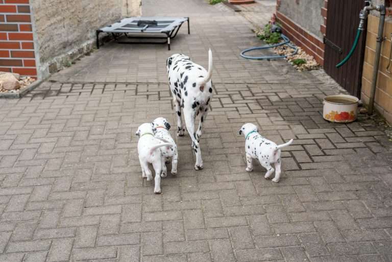 A-Wurf 36. Lebenstag (13)