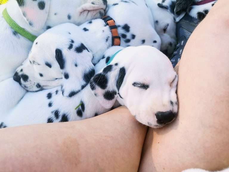 A-Wurf 36. Lebenstag (18)