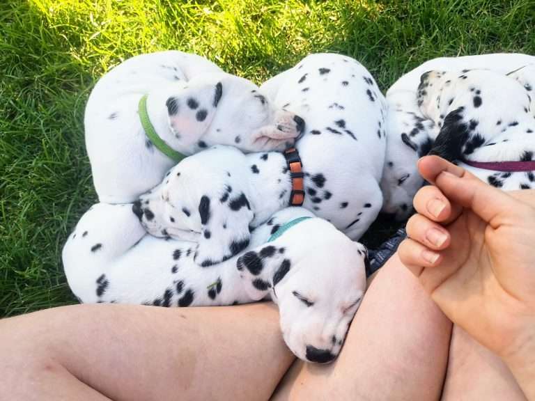 A-Wurf 36. Lebenstag (17)