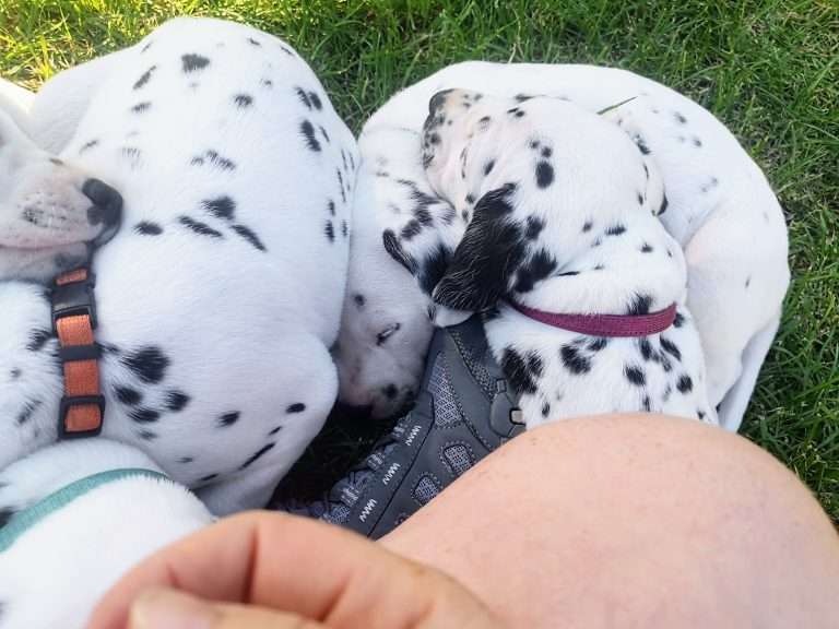 A-Wurf 36. Lebenstag (19)