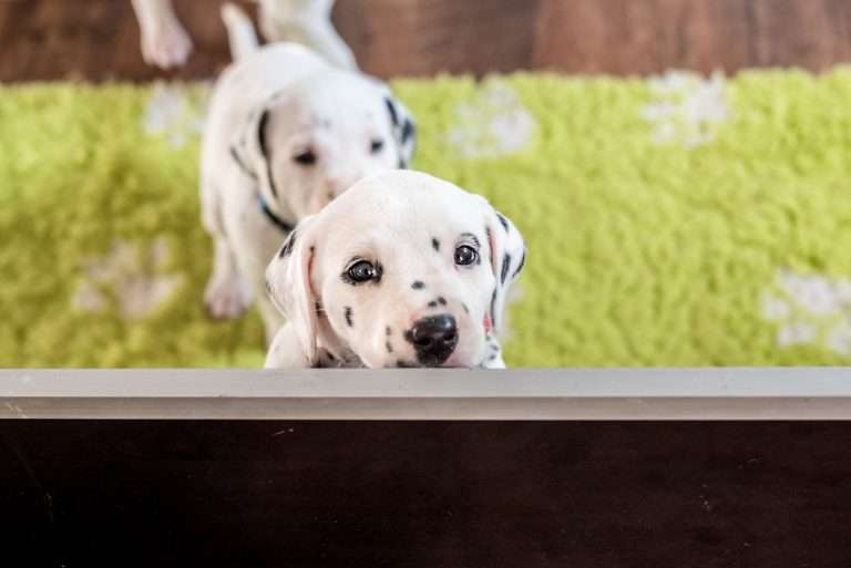 A-Wurf 36. Lebenstag (5)