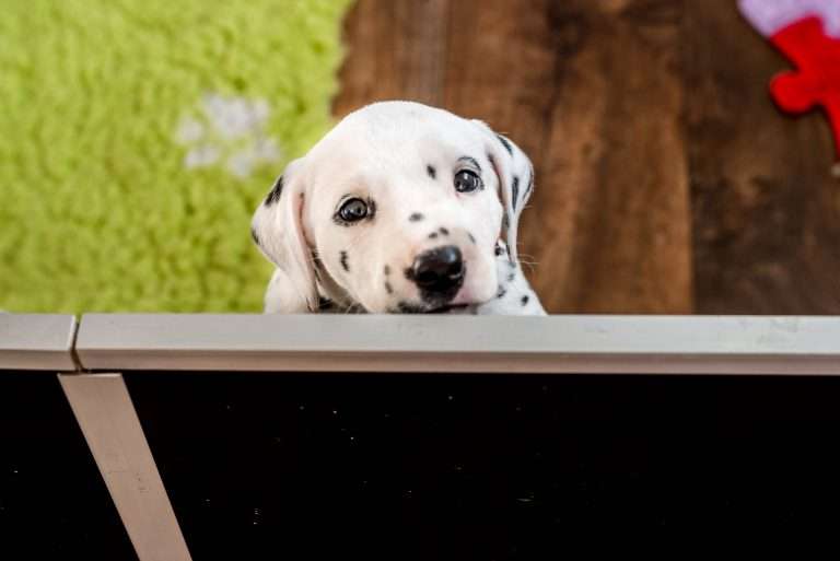 A-Wurf 36. Lebenstag (3)