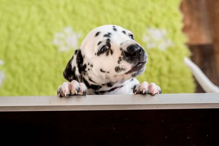 A-Wurf 36. Lebenstag (4)