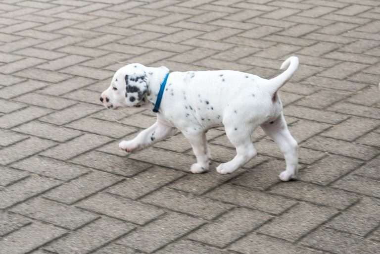 A-Wurf 36. Lebenstag (14)