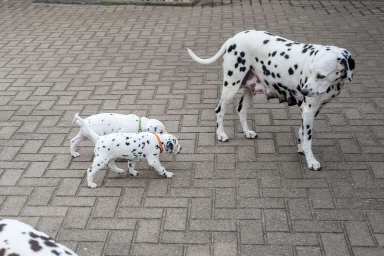 A-Wurf 36. Lebenstag (11)