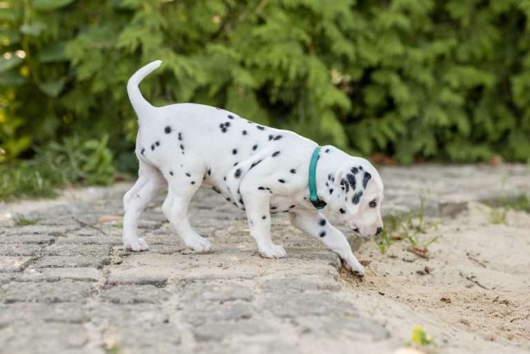 A-Wurf 37. Lebenstag - Frau Mint (4)