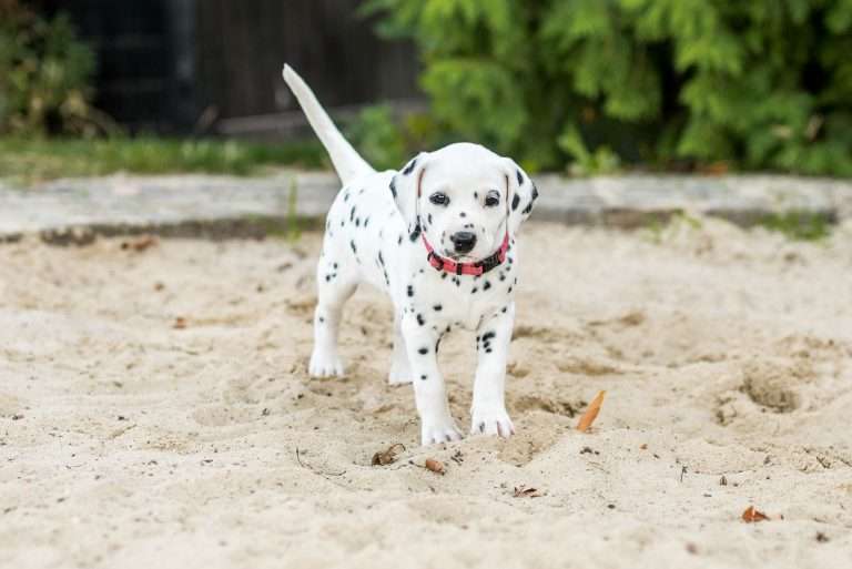 A-Wurf 37. Lebenstag - Frau Rosa (1)