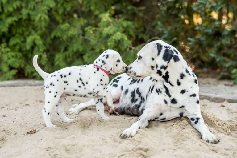 A-Wurf 37. Lebenstag - Frau Rosa (2)