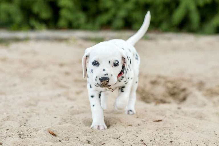 A-Wurf 37. Lebenstag - Frau Rosa (4)