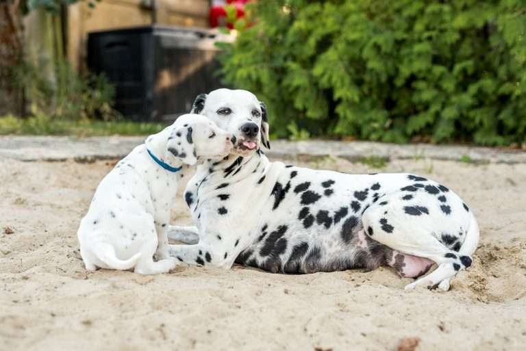 A-Wurf 37. Lebenstag - Herr Blau (4)