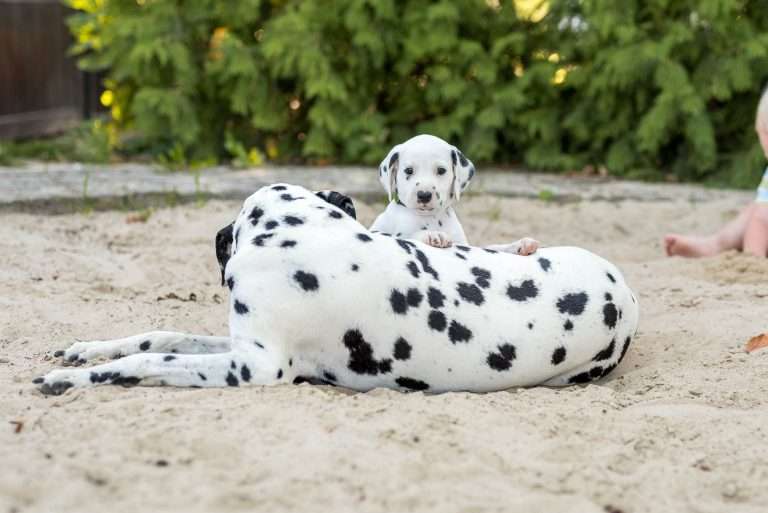 A-Wurf 37. Lebenstag - Herr Grün (1)