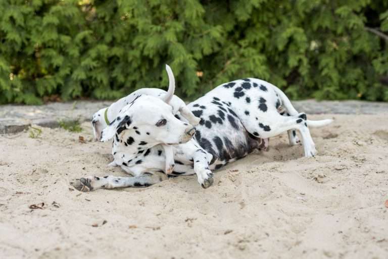 A-Wurf 37. Lebenstag - Herr Grün (2)