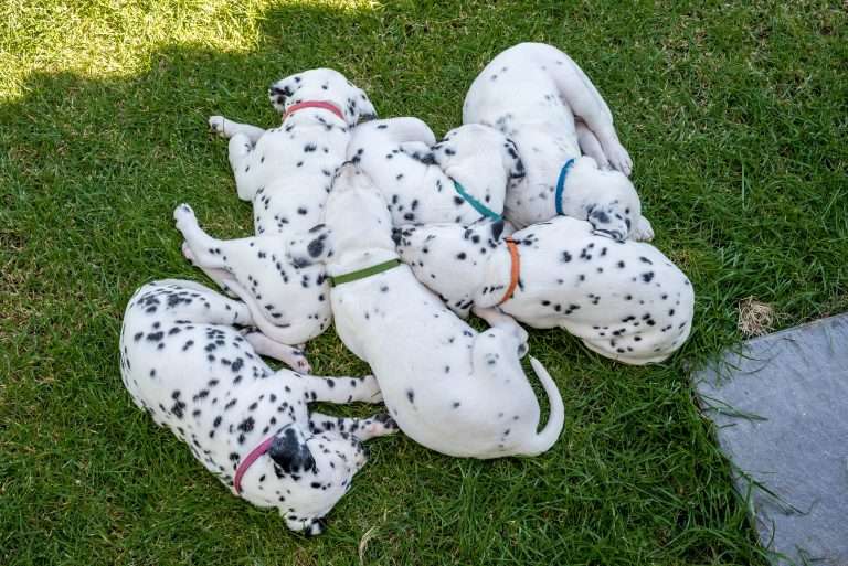 A-Wurf 38. Lebenstag - Draußen (1)