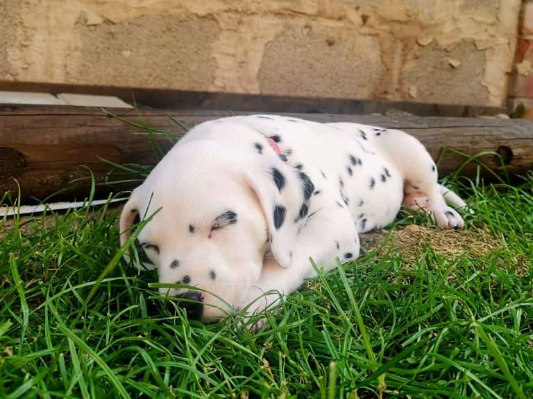 A-Wurf 38. Lebenstag - Draußen (10)