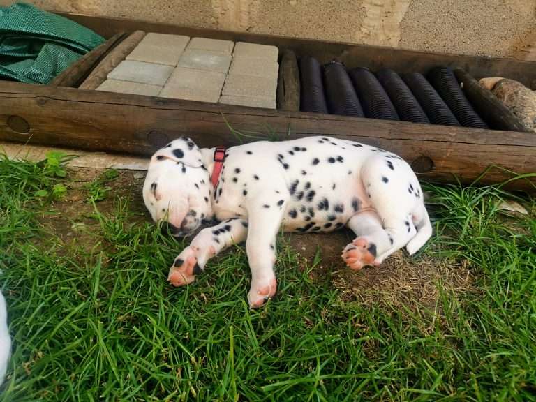 A-Wurf 38. Lebenstag - Draußen (11)