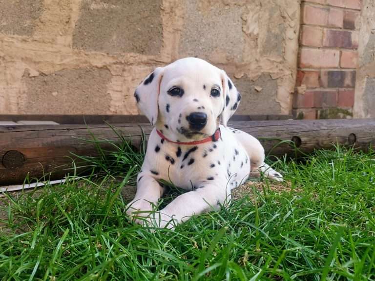 A-Wurf 38. Lebenstag - Draußen (12)