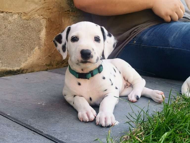 A-Wurf 38. Lebenstag - Draußen (14)