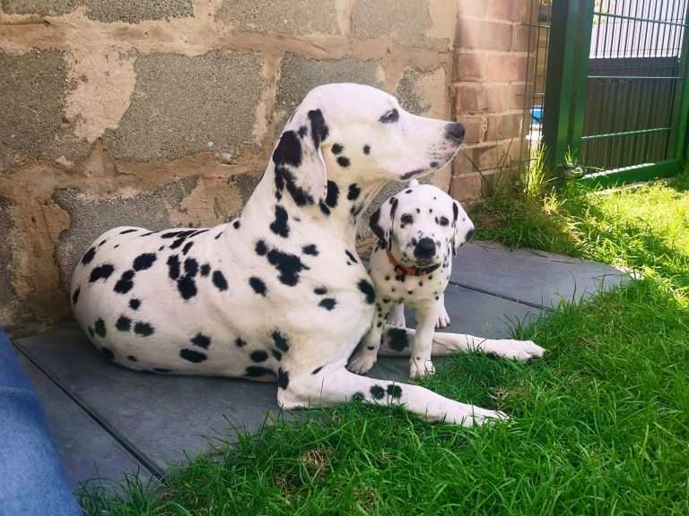 A-Wurf 38. Lebenstag - Draußen (15)