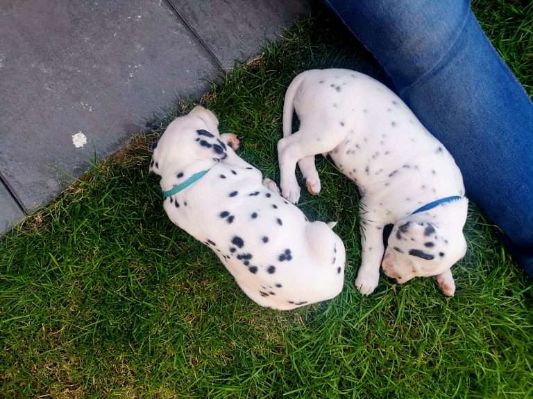 A-Wurf 38. Lebenstag - Draußen (16)