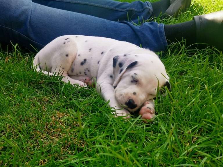 A-Wurf 38. Lebenstag - Draußen (17)